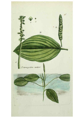 Reproducción/Reproduction 6055490815: Flora Parisiensis. v.1. Paris,P.F. Didot,1776-1783