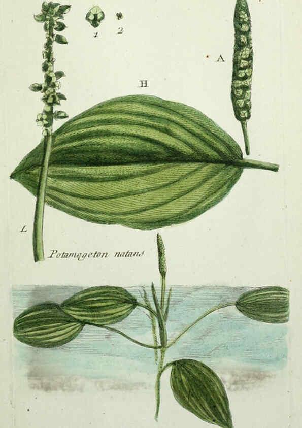 Reproducción/Reproduction 6055490815: Flora Parisiensis. v.1. Paris,P.F. Didot,1776-1783