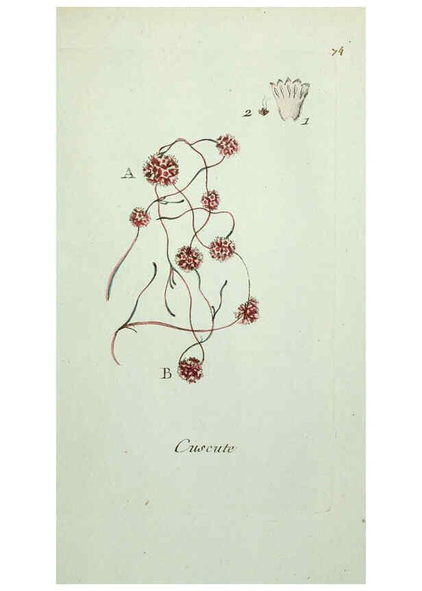 Reproducción/Reproduction 6055490653: Flora Parisiensis. v.1. Paris,P.F. Didot,1776-1783