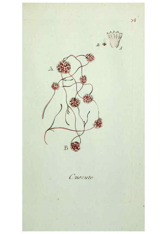 Reproducción/Reproduction 6055490653: Flora Parisiensis. v.1. Paris,P.F. Didot,1776-1783