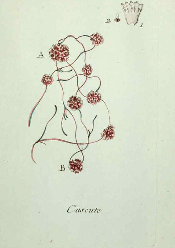 Reproducción/Reproduction 6055490653: Flora Parisiensis. v.1. Paris,P.F. Didot,1776-1783