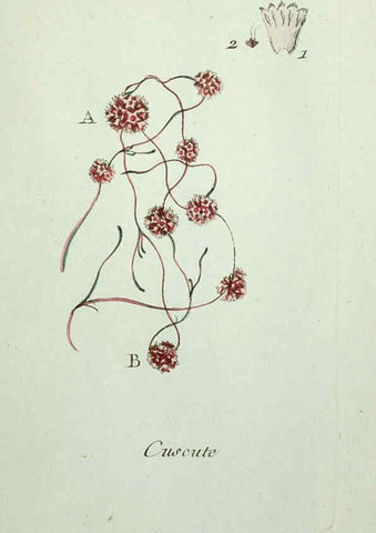 Reproducción/Reproduction 6055490653: Flora Parisiensis. v.1. Paris,P.F. Didot,1776-1783