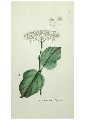 Reproducción/Reproduction 6055490451: Flora Parisiensis. v.1. Paris,P.F. Didot,1776-1783