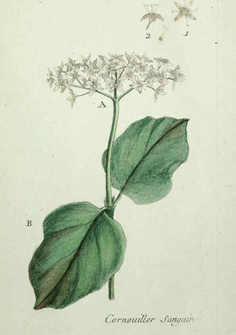 Reproducción/Reproduction 6055490451: Flora Parisiensis. v.1. Paris,P.F. Didot,1776-1783