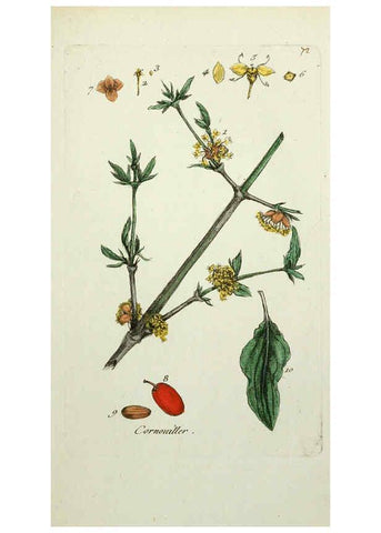 Reproducción/Reproduction 6055490247: Flora Parisiensis. v.1. Paris,P.F. Didot,1776-1783