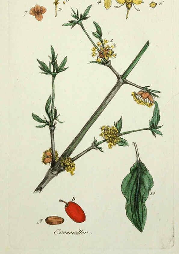 Reproducción/Reproduction 6055490247: Flora Parisiensis. v.1. Paris,P.F. Didot,1776-1783
