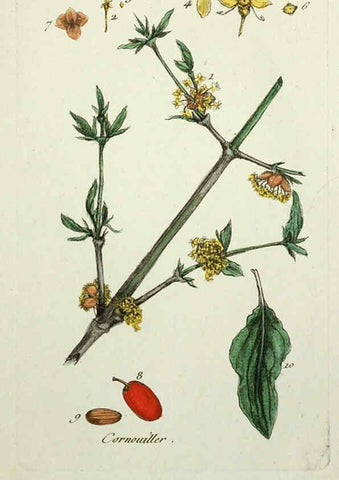 Reproducción/Reproduction 6055490247: Flora Parisiensis. v.1. Paris,P.F. Didot,1776-1783