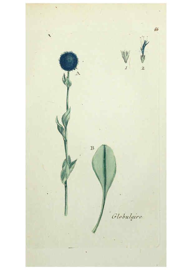 Reproducción/Reproduction 6056026748: Flora Parisiensis. v.1. Paris,P.F. Didot,1776-1783