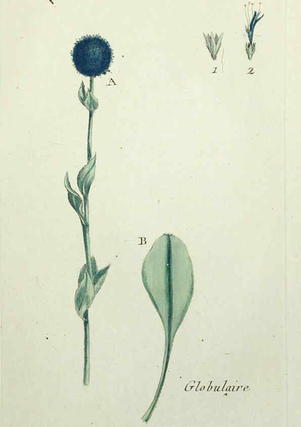 Reproducción/Reproduction 6056026748: Flora Parisiensis. v.1. Paris,P.F. Didot,1776-1783