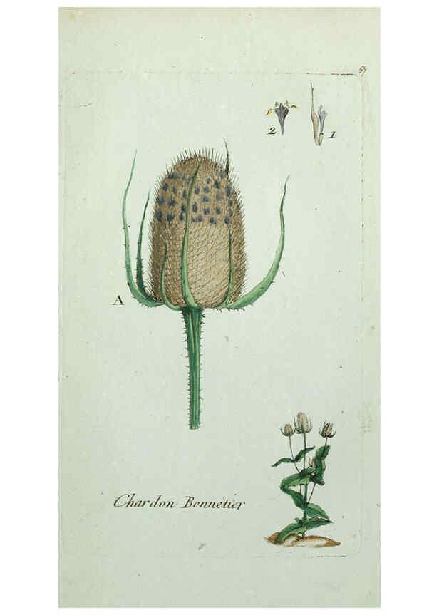 Reproducción/Reproduction 6056027020: Flora Parisiensis. v.1. Paris,P.F. Didot,1776-1783