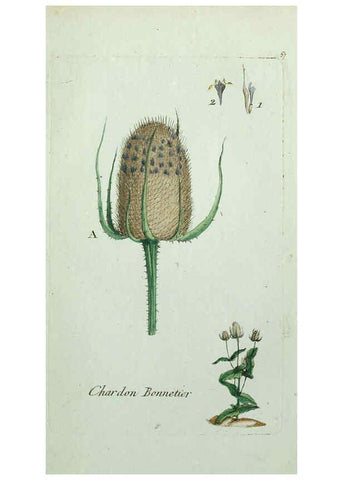 Reproducción/Reproduction 6056027020: Flora Parisiensis. v.1. Paris,P.F. Didot,1776-1783