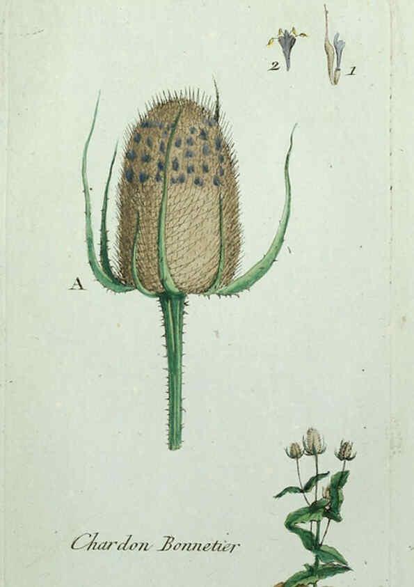 Reproducción/Reproduction 6056027020: Flora Parisiensis. v.1. Paris,P.F. Didot,1776-1783