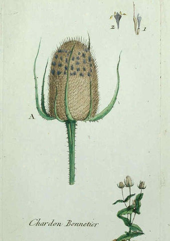Reproducción/Reproduction 6056027020: Flora Parisiensis. v.1. Paris,P.F. Didot,1776-1783