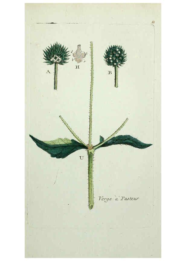 Reproducción/Reproduction 6055479807: Flora Parisiensis. v.1. Paris,P.F. Didot,1776-1783