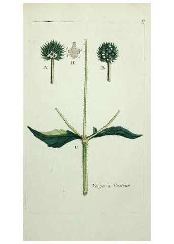 Reproducción/Reproduction 6055479807: Flora Parisiensis. v.1. Paris,P.F. Didot,1776-1783