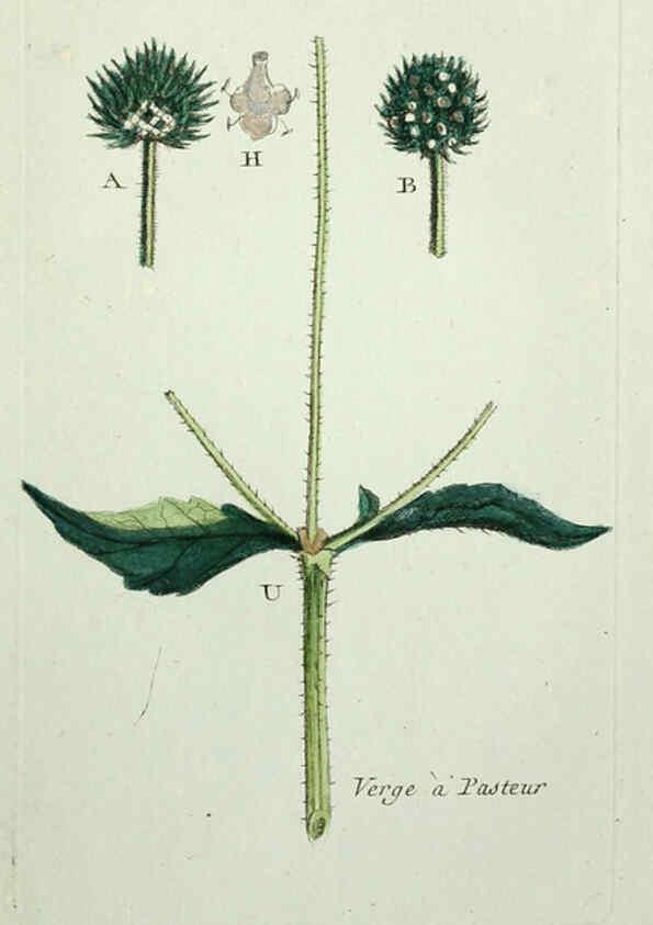Reproducción/Reproduction 6055479807: Flora Parisiensis. v.1. Paris,P.F. Didot,1776-1783