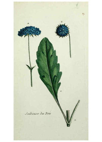 Reproducción/Reproduction 6056027396: Flora Parisiensis. v.1. Paris,P.F. Didot,1776-1783