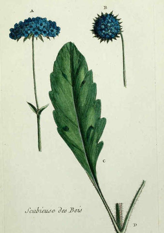 Reproducción/Reproduction 6056027396: Flora Parisiensis. v.1. Paris,P.F. Didot,1776-1783
