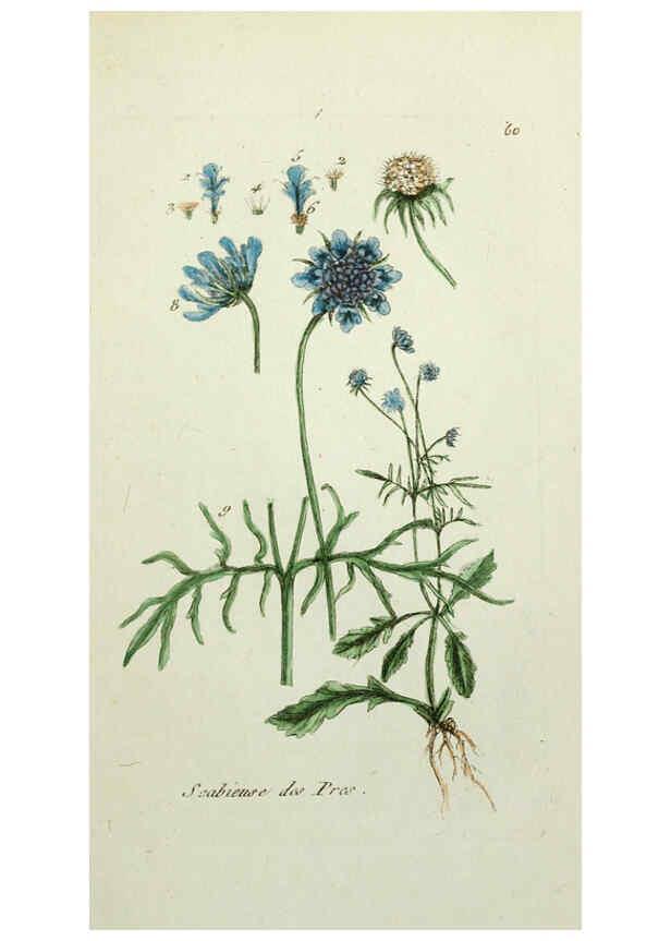 Reproducción/Reproduction 6056027542: Flora Parisiensis. v.1. Paris,P.F. Didot,1776-1783