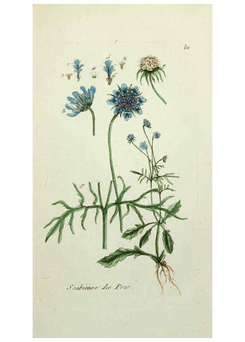 Reproducción/Reproduction 6056027542: Flora Parisiensis. v.1. Paris,P.F. Didot,1776-1783