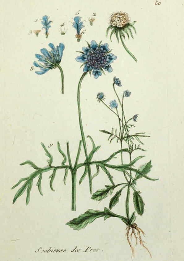 Reproducción/Reproduction 6056027542: Flora Parisiensis. v.1. Paris,P.F. Didot,1776-1783