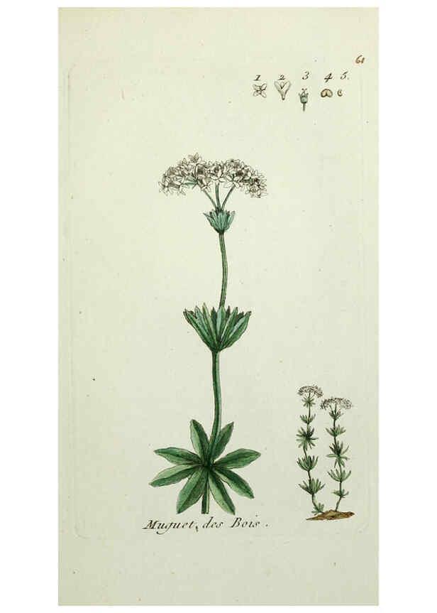 Reproducción/Reproduction 6056027696: Flora Parisiensis. v.1. Paris,P.F. Didot,1776-1783
