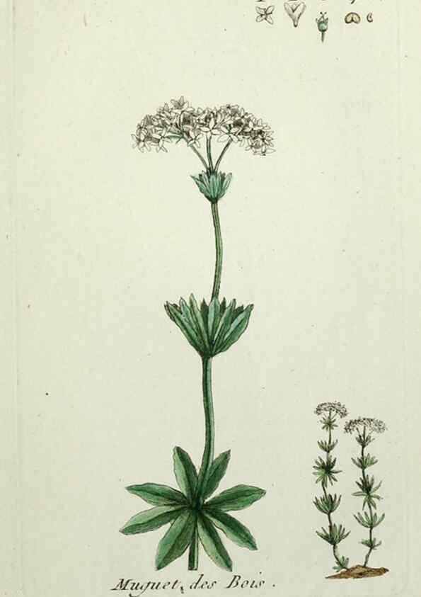 Reproducción/Reproduction 6056027696: Flora Parisiensis. v.1. Paris,P.F. Didot,1776-1783
