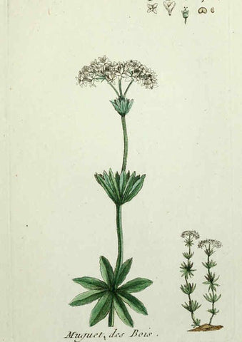 Reproducción/Reproduction 6056027696: Flora Parisiensis. v.1. Paris,P.F. Didot,1776-1783