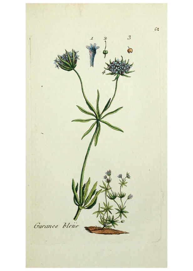 Reproducción/Reproduction 6055480501: Flora Parisiensis. v.1. Paris,P.F. Didot,1776-1783