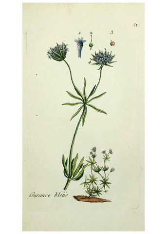 Reproducción/Reproduction 6055480501: Flora Parisiensis. v.1. Paris,P.F. Didot,1776-1783