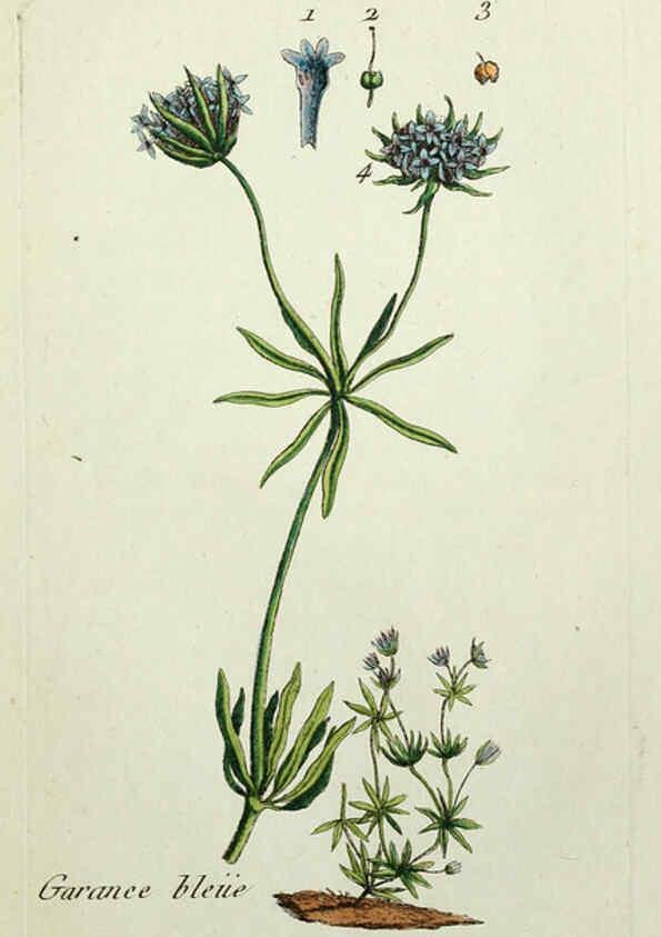 Reproducción/Reproduction 6055480501: Flora Parisiensis. v.1. Paris,P.F. Didot,1776-1783