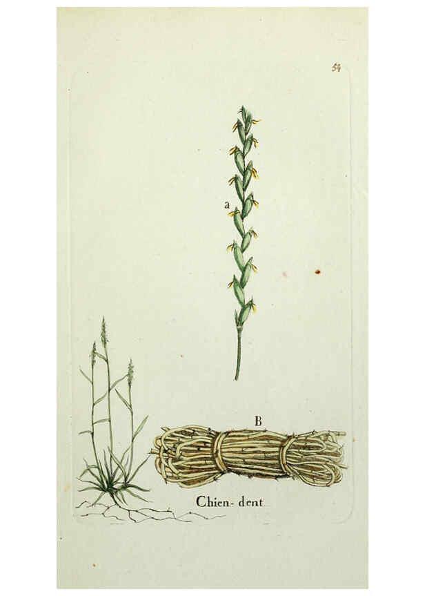 Reproducción/Reproduction 6056026350: Flora Parisiensis. v.1. Paris,P.F. Didot,1776-1783