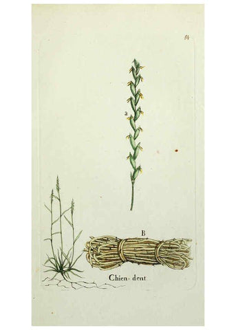 Reproducción/Reproduction 6056026350: Flora Parisiensis. v.1. Paris,P.F. Didot,1776-1783
