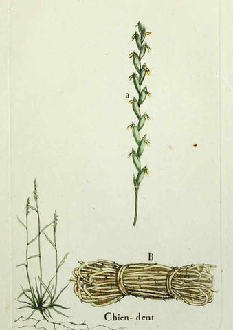 Reproducción/Reproduction 6056026350: Flora Parisiensis. v.1. Paris,P.F. Didot,1776-1783