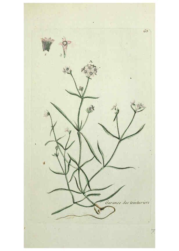 Reproducción/Reproduction 6055480687: Flora Parisiensis. v.1. Paris,P.F. Didot,1776-1783