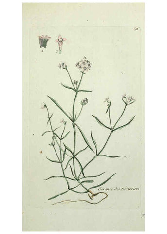 Reproducción/Reproduction 6055480687: Flora Parisiensis. v.1. Paris,P.F. Didot,1776-1783