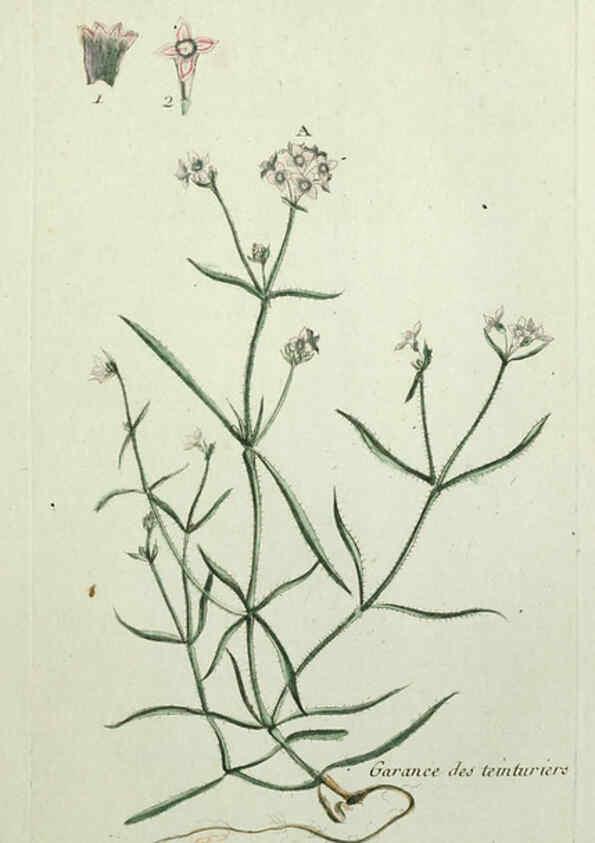 Reproducción/Reproduction 6055480687: Flora Parisiensis. v.1. Paris,P.F. Didot,1776-1783