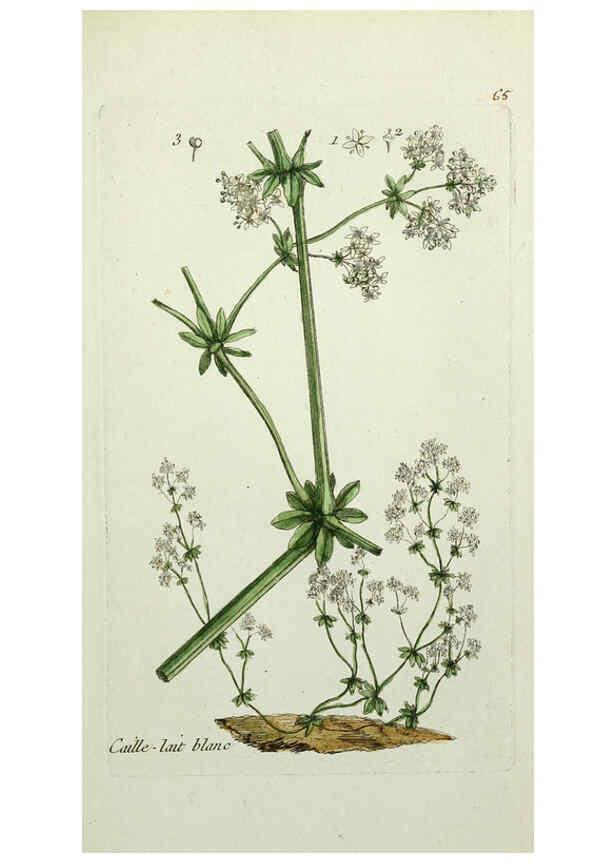 Reproducción/Reproduction 6056028394: Flora Parisiensis. v.1. Paris,P.F. Didot,1776-1783
