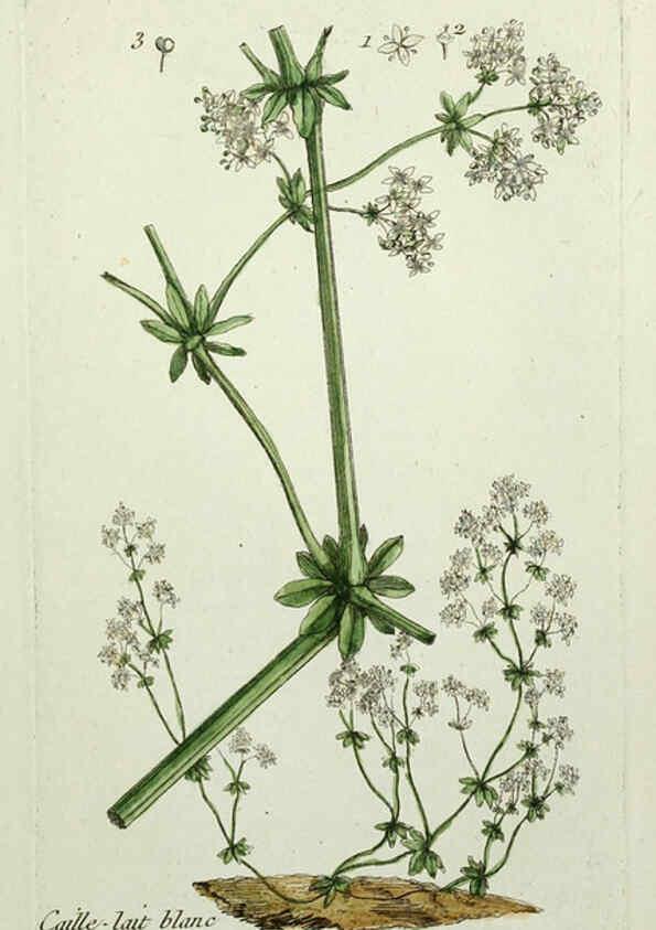 Reproducción/Reproduction 6056028394: Flora Parisiensis. v.1. Paris,P.F. Didot,1776-1783