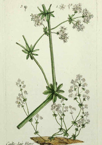 Reproducción/Reproduction 6056028394: Flora Parisiensis. v.1. Paris,P.F. Didot,1776-1783