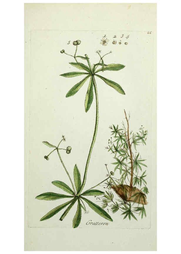 Reproducción/Reproduction 6055481331: Flora Parisiensis. v.1. Paris,P.F. Didot,1776-1783