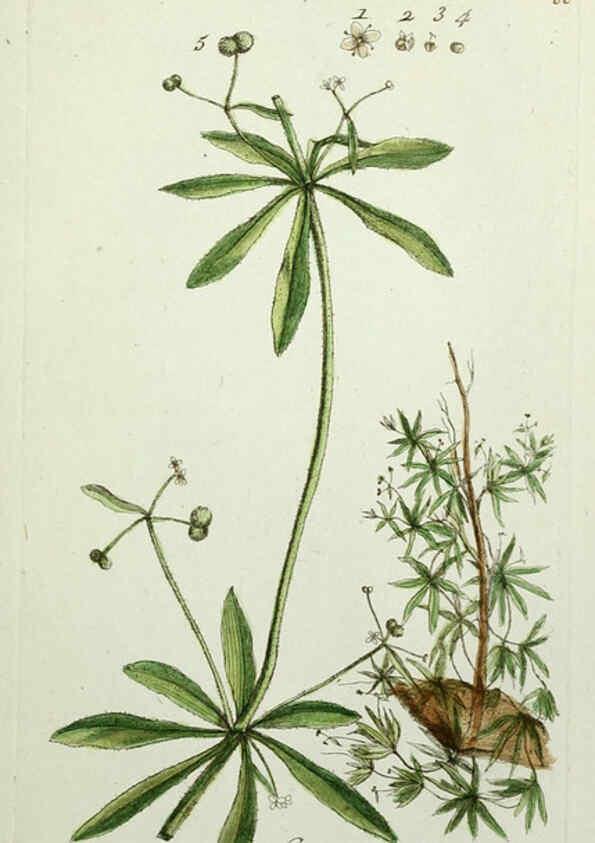 Reproducción/Reproduction 6055481331: Flora Parisiensis. v.1. Paris,P.F. Didot,1776-1783