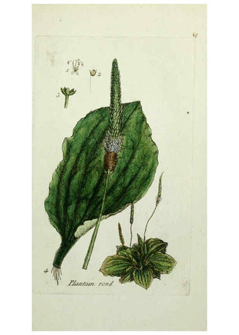 Reproducción/Reproduction 6055481587: Flora Parisiensis. v.1. Paris,P.F. Didot,1776-1783