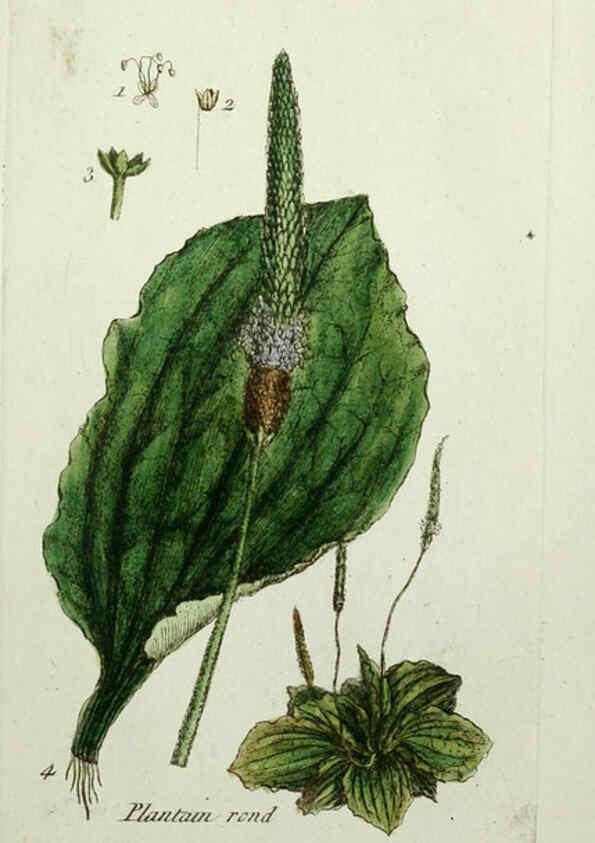 Reproducción/Reproduction 6055481587: Flora Parisiensis. v.1. Paris,P.F. Didot,1776-1783