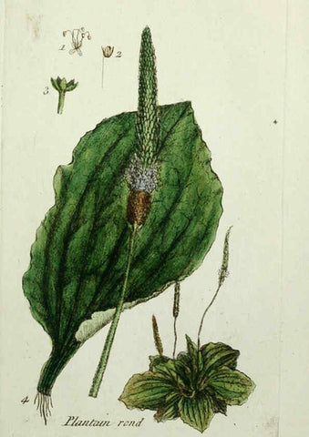 Reproducción/Reproduction 6055481587: Flora Parisiensis. v.1. Paris,P.F. Didot,1776-1783