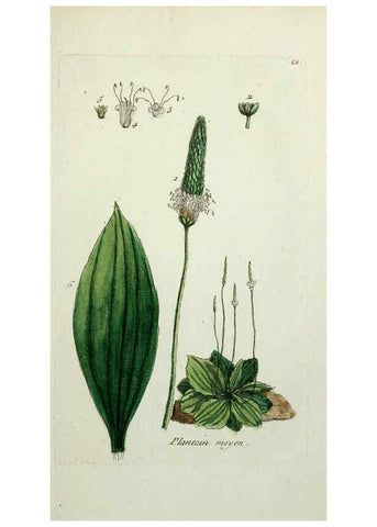 Reproducción/Reproduction 6055487013: Flora Parisiensis. v.1. Paris,P.F. Didot,1776-1783