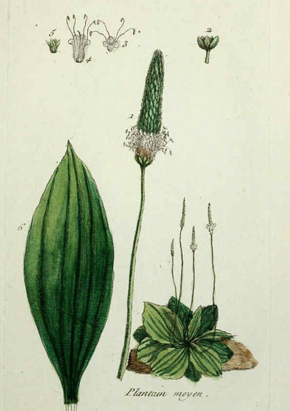Reproducción/Reproduction 6055487013: Flora Parisiensis. v.1. Paris,P.F. Didot,1776-1783