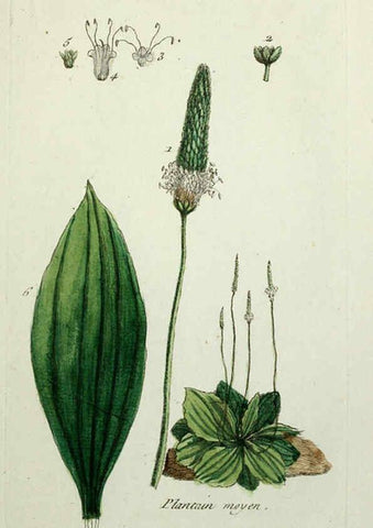 Reproducción/Reproduction 6055487013: Flora Parisiensis. v.1. Paris,P.F. Didot,1776-1783