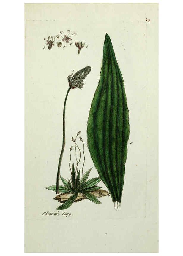 Reproducción/Reproduction 6055489695: Flora Parisiensis. v.1. Paris,P.F. Didot,1776-1783