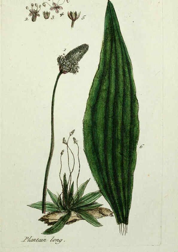 Reproducción/Reproduction 6055489695: Flora Parisiensis. v.1. Paris,P.F. Didot,1776-1783